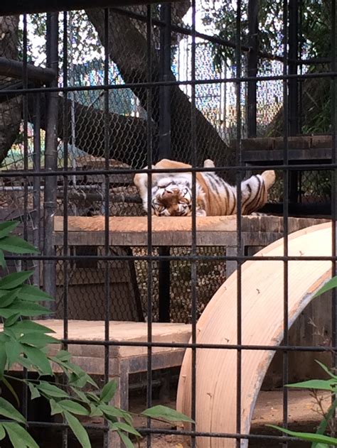Folsom zoo sanctuary - Hotels near Folsom City Zoo Sanctuary, Folsom on Tripadvisor: Find 15,592 traveler reviews, 4,680 candid photos, and prices for 60 hotels near Folsom City Zoo Sanctuary in Folsom, CA.